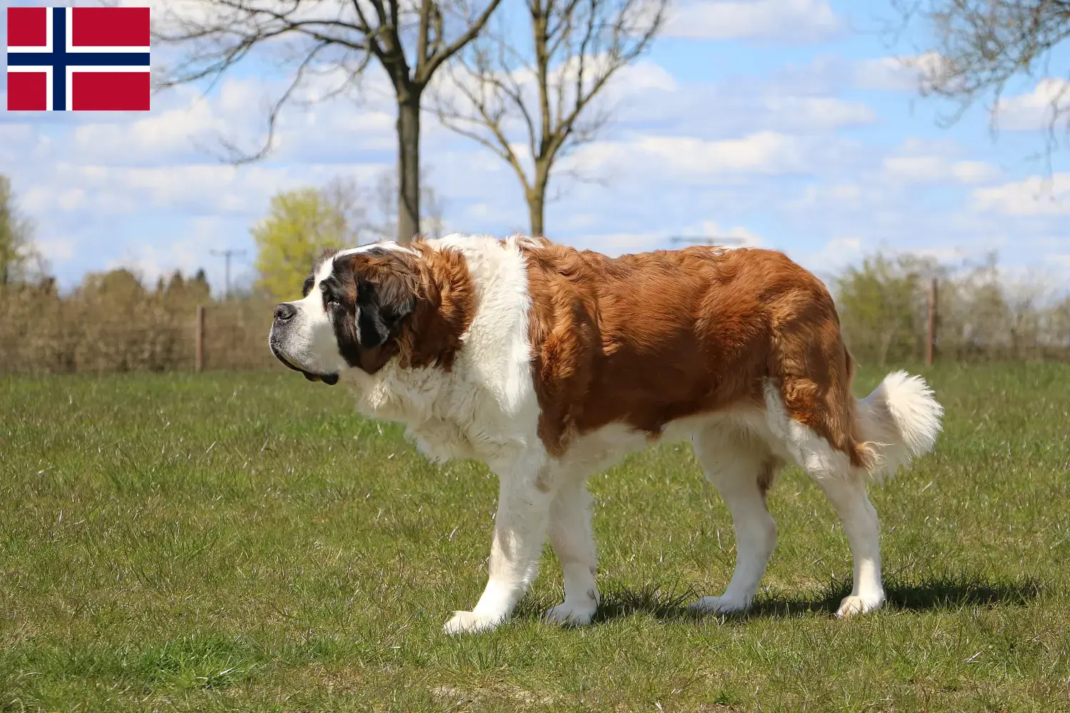 Read more about the article Criadores de São Bernardo e cachorros na Noruega