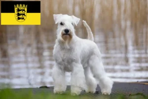 Read more about the article Criadores de Schnauzer e cachorros em Baden-Württemberg