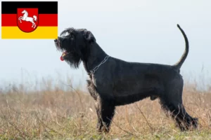 Read more about the article Criadores de Schnauzer e cachorros na Baixa Saxónia