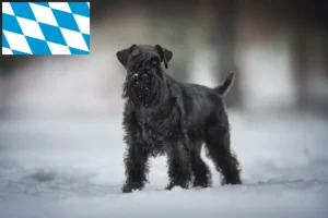 Read more about the article Criadores de Schnauzer e cachorros na Baviera