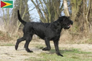 Read more about the article Criadores de Schnauzer e cachorros na Guiana