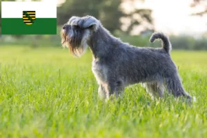 Read more about the article Criadores de Schnauzer e cachorros em Saxónia