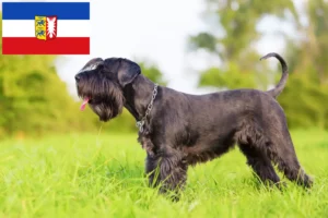 Read more about the article Criadores de Schnauzer e cachorros em Schleswig-Holstein