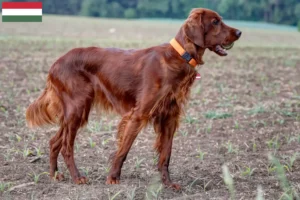 Read more about the article Criadores de Setter Vermelho Irlandês e cachorros na Hungria