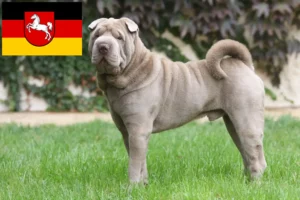 Read more about the article Criadores de Shar-Pei e cachorros na Baixa Saxónia