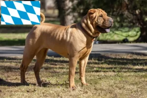 Read more about the article Criadores de Shar-Pei e cachorros em Bavaria