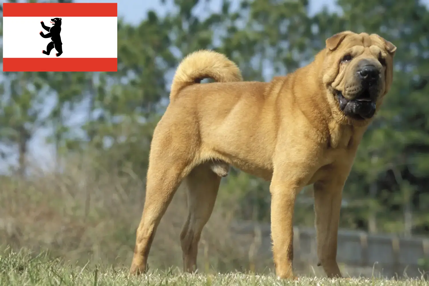 Read more about the article Criadores de Shar-Pei e cachorros em Berlim