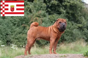 Read more about the article Criadores de Shar-Pei e cachorros em Bremen