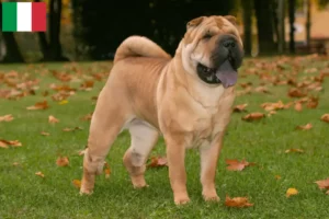 Read more about the article Criadores de Shar-Pei e cachorros em Itália