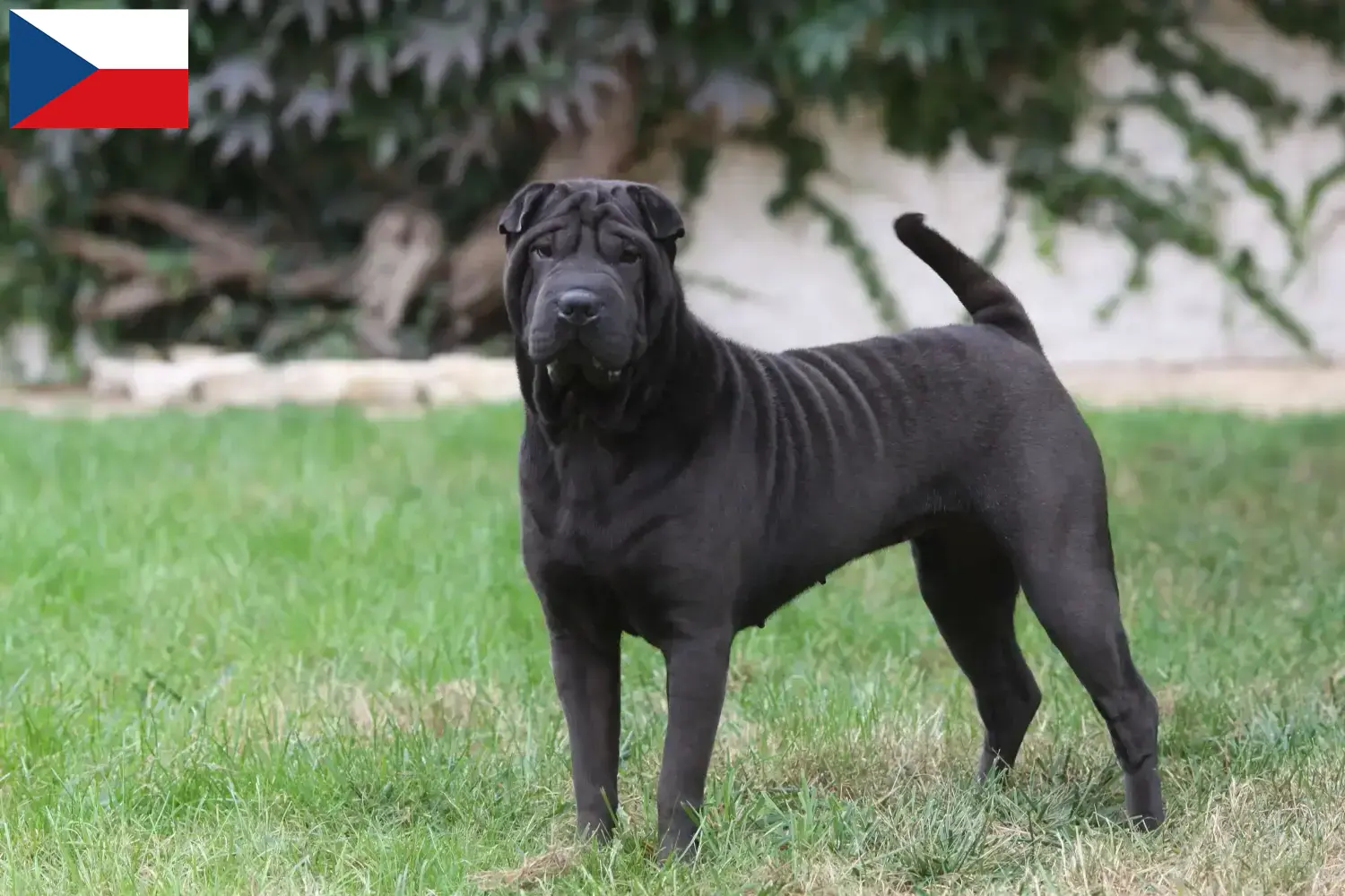 Read more about the article Criadores de Shar-Pei e cachorros na República Checa