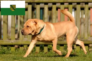 Read more about the article Criadores de Shar-Pei e cachorros em Saxónia