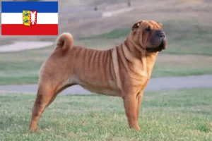 Read more about the article Criadores de Shar-Pei e cachorros em Schleswig-Holstein