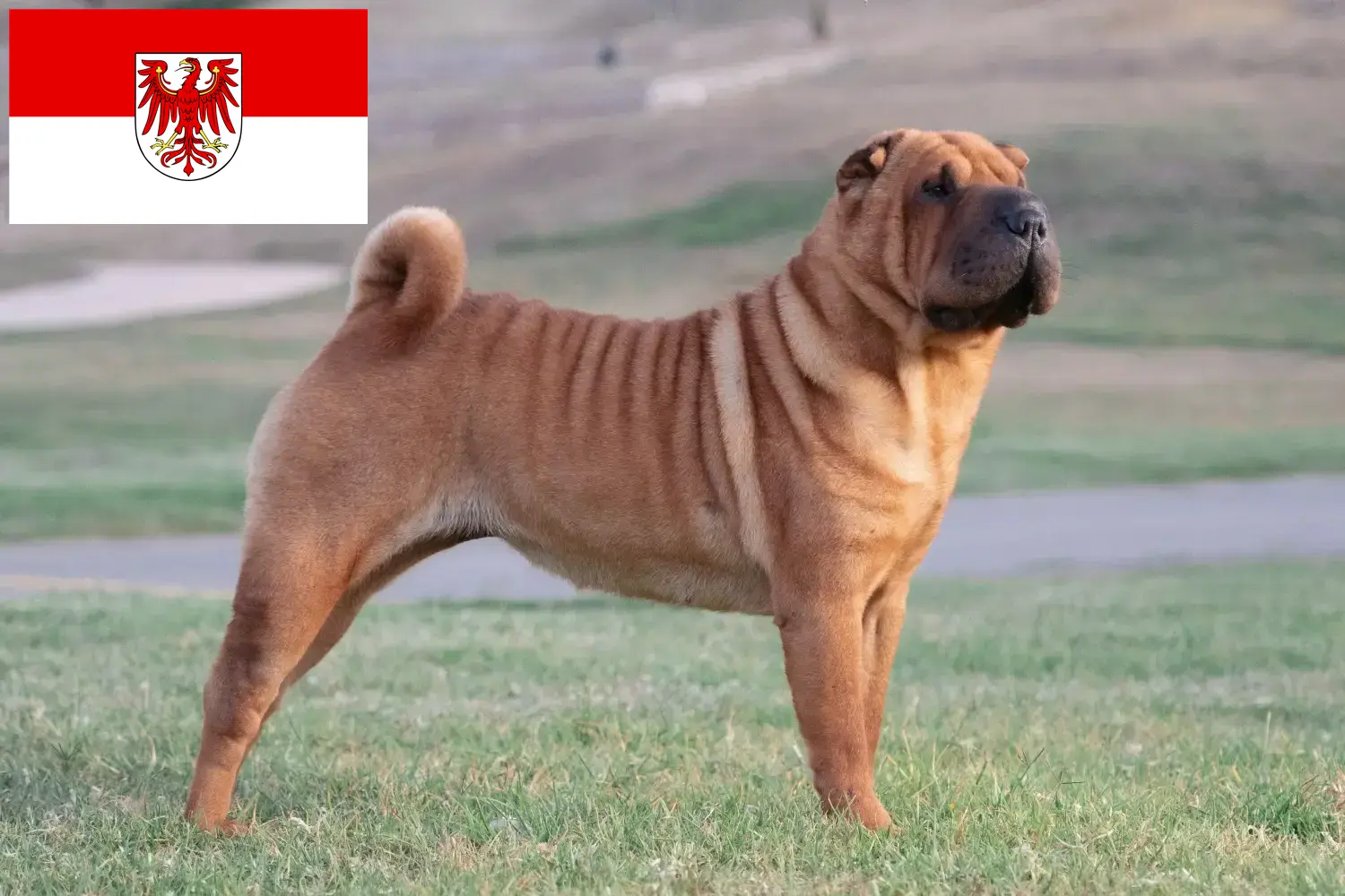 Read more about the article Criadores de Shar-Pei e cachorros em Brandenburg