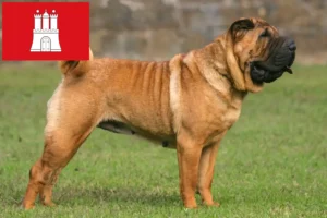 Read more about the article Criadores de Shar-Pei e cachorros em Hamburgo