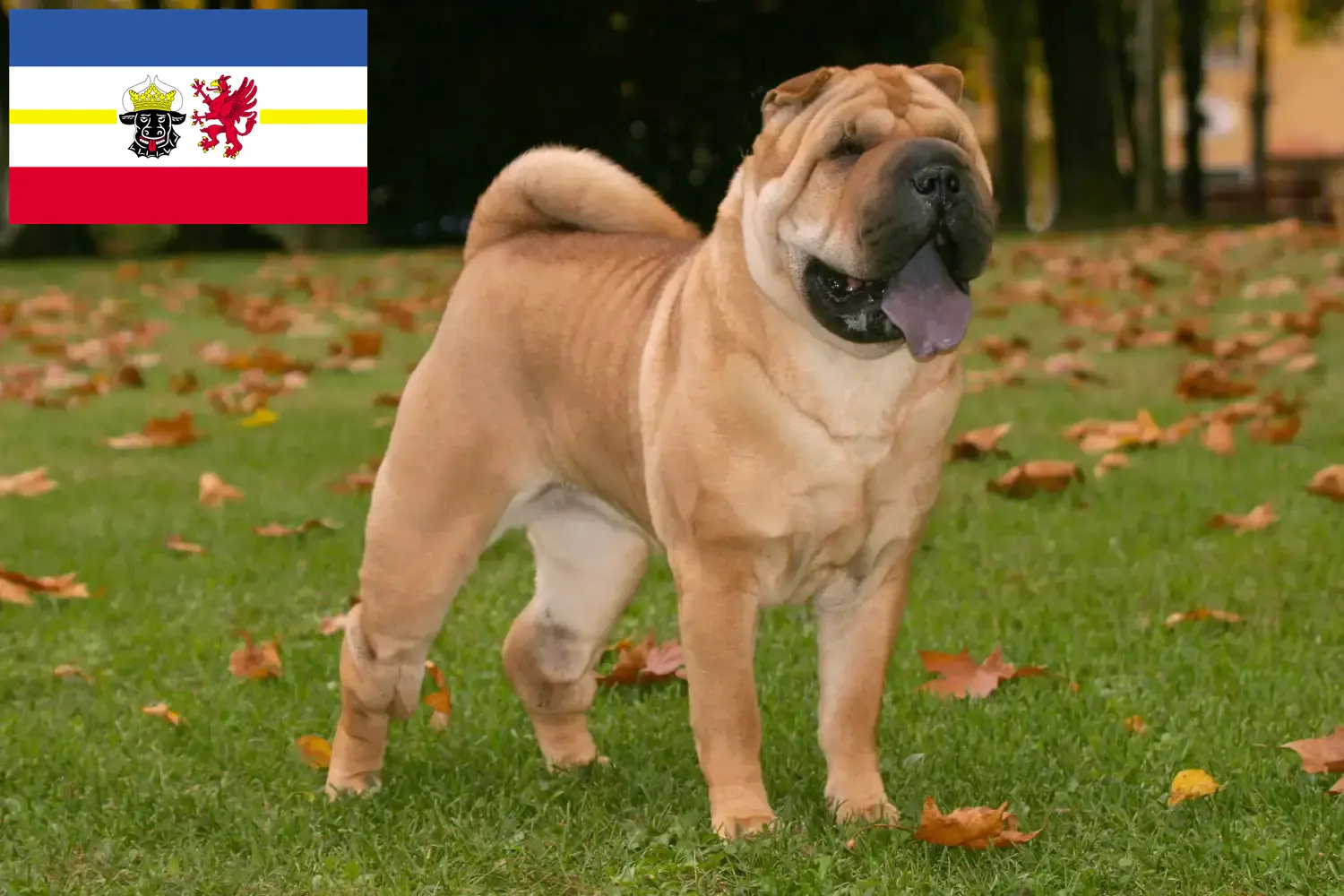 Read more about the article Criadores de Shar-Pei e cachorros em Mecklenburg-Vorpommern