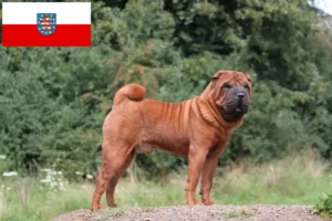 Read more about the article Criadores de Shar-Pei e cachorros em Thuringia