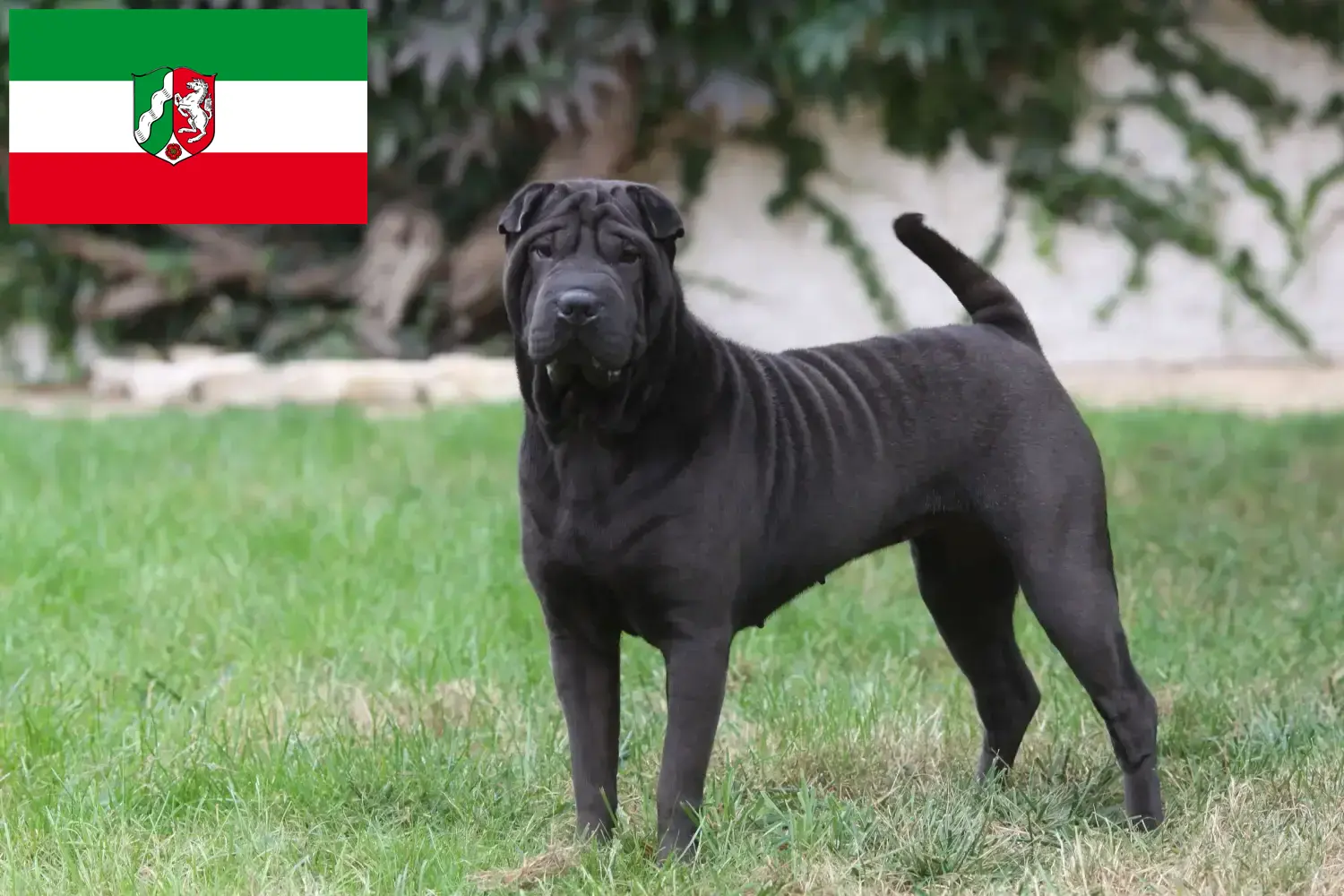 Read more about the article Criadores de Shar-Pei e cachorros em Renânia do Norte-Vestefália