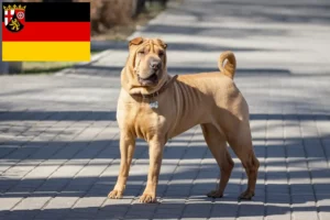 Read more about the article Criadores de Shar-Pei e cachorros em Renânia-Palatinado