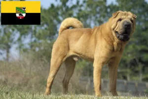 Read more about the article Criadores de Shar-Pei e cachorros em Saxónia-Anhalt