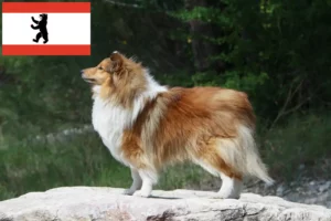 Read more about the article Criadores de Sheltie e cachorros em Berlim