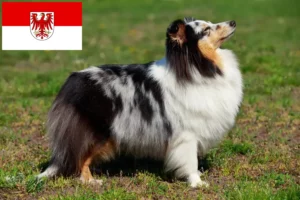 Read more about the article Criadores de Sheltie e cachorros em Brandenburg