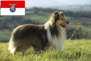 Read more about the article Criadores de Sheltie e cachorros em Hessen