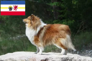 Read more about the article Criadores de Sheltie e cachorros em Mecklenburg-Vorpommern