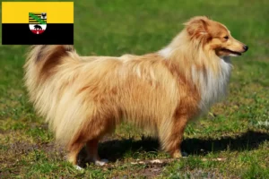 Read more about the article Criadores de Sheltie e cachorros em Saxónia-Anhalt