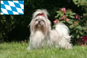 Read more about the article Criadores de Shih Tzu e cachorros em Bavaria