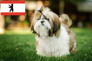 Read more about the article Criadores de Shih Tzu e cachorros em Berlim