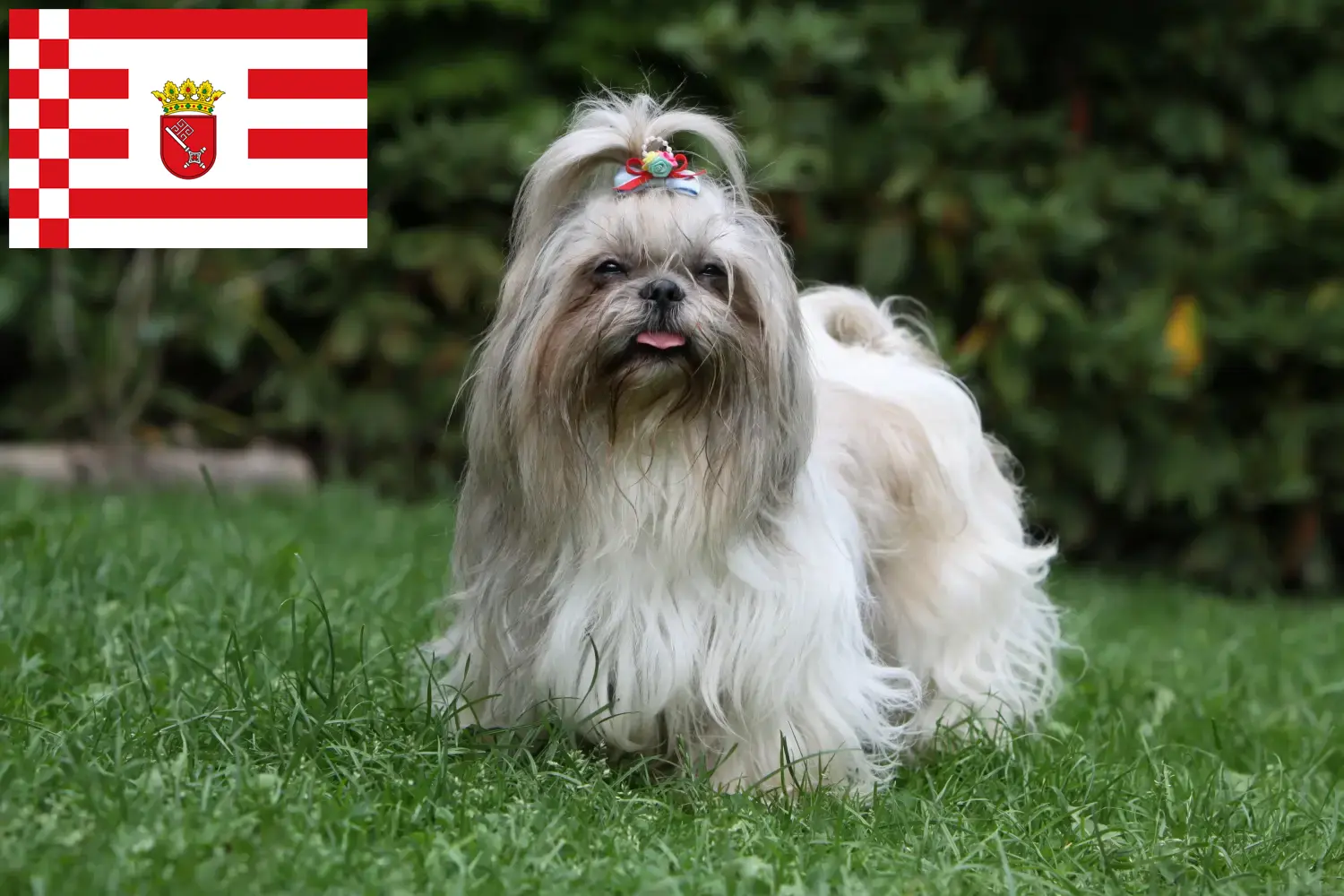 Read more about the article Criadores de Shih Tzu e cachorros em Bremen