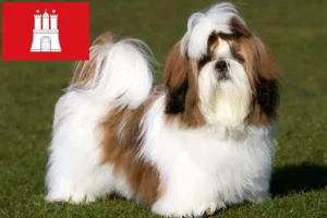 Read more about the article Criadores de Shih Tzu e cachorros em Hamburgo