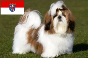 Read more about the article Criadores de Shih Tzu e cachorros em Hessen