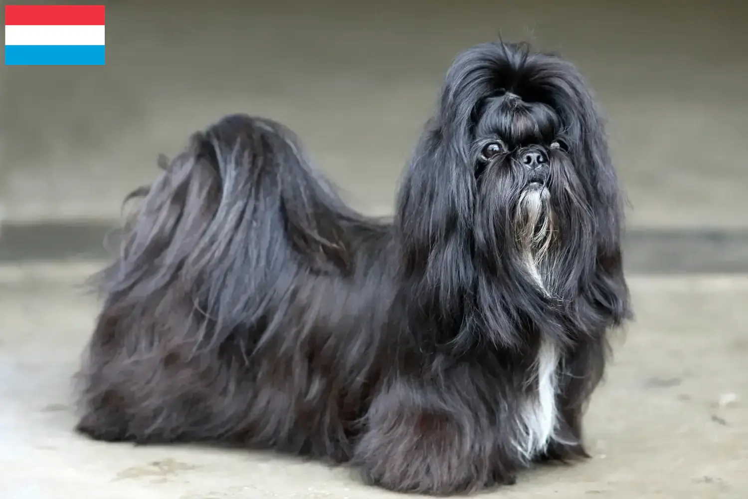 Read more about the article Criadores de Shih Tzu e cachorros no Luxemburgo