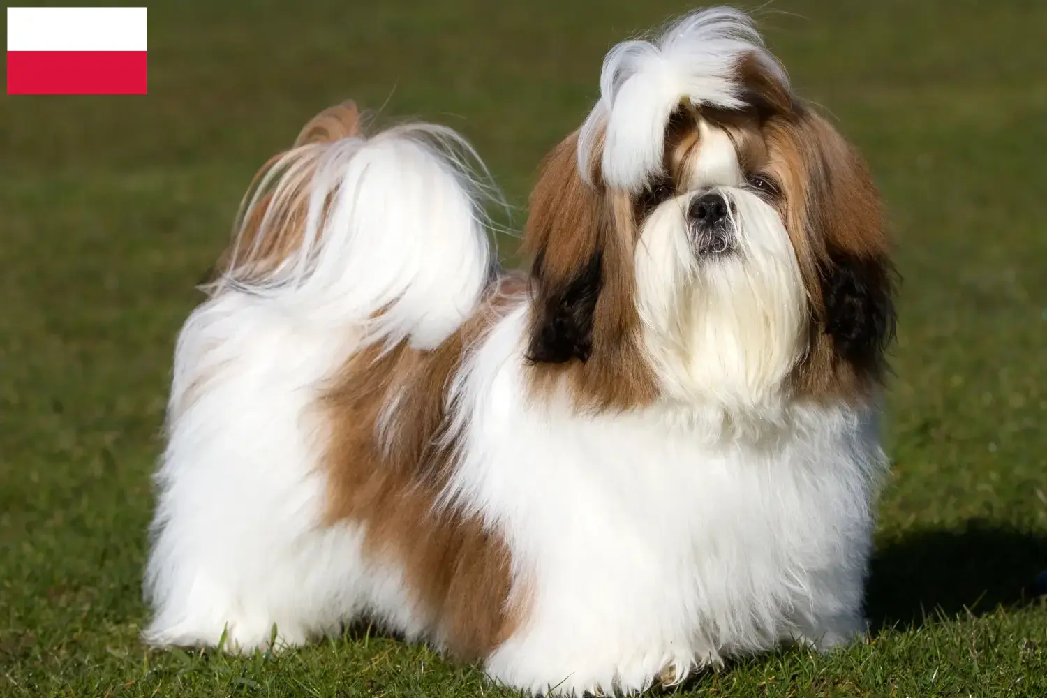 Read more about the article Criadores de Shih Tzu e cachorros na Polónia