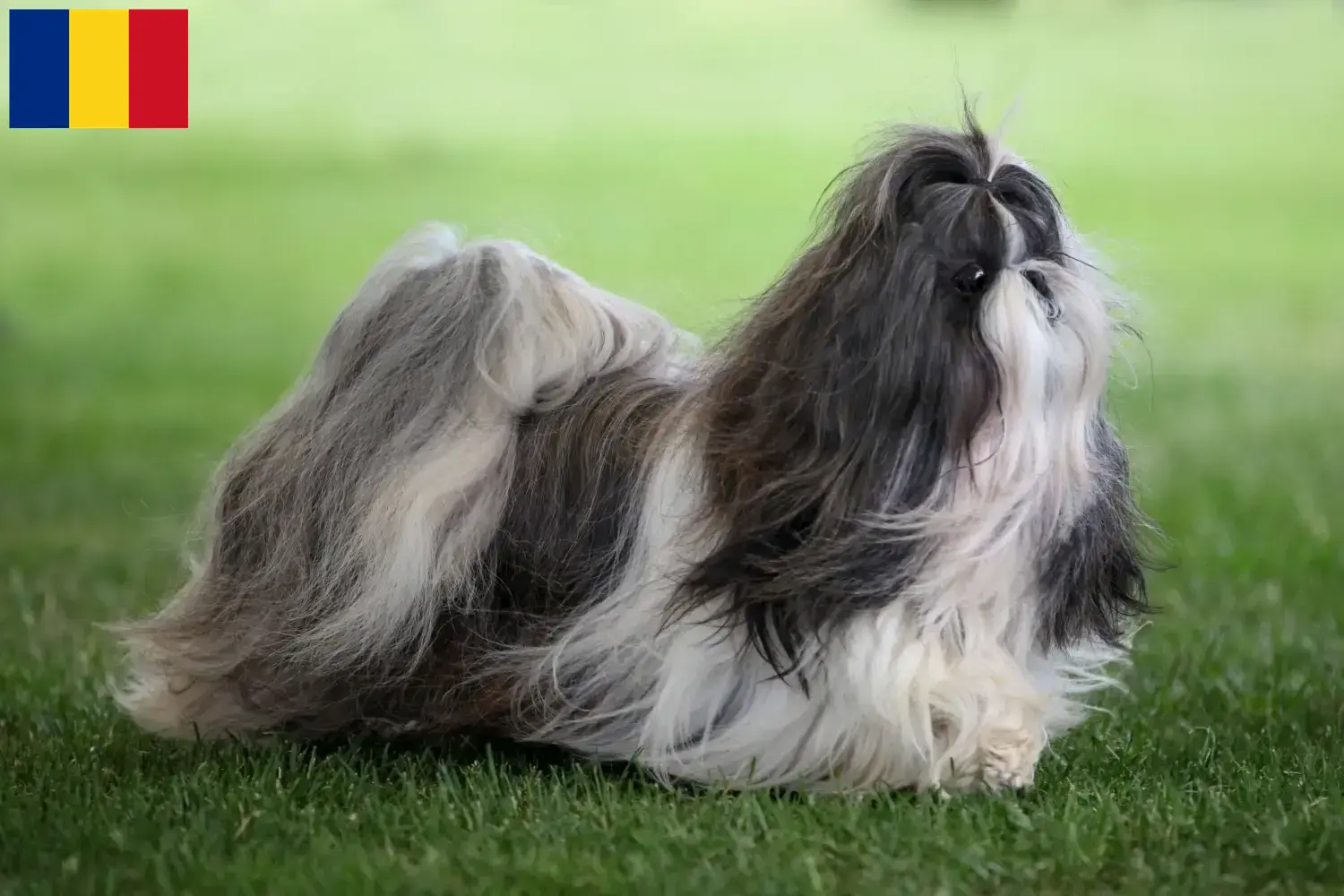 Read more about the article Criadores de Shih Tzu e cachorros em Roménia