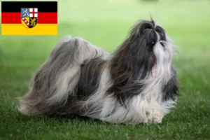 Read more about the article Criadores de Shih Tzu e cachorros em Saarland