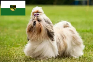 Read more about the article Criadores de Shih Tzu e cachorros em Saxónia