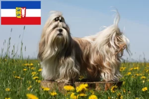 Read more about the article Criadores de Shih Tzu e cachorros em Schleswig-Holstein