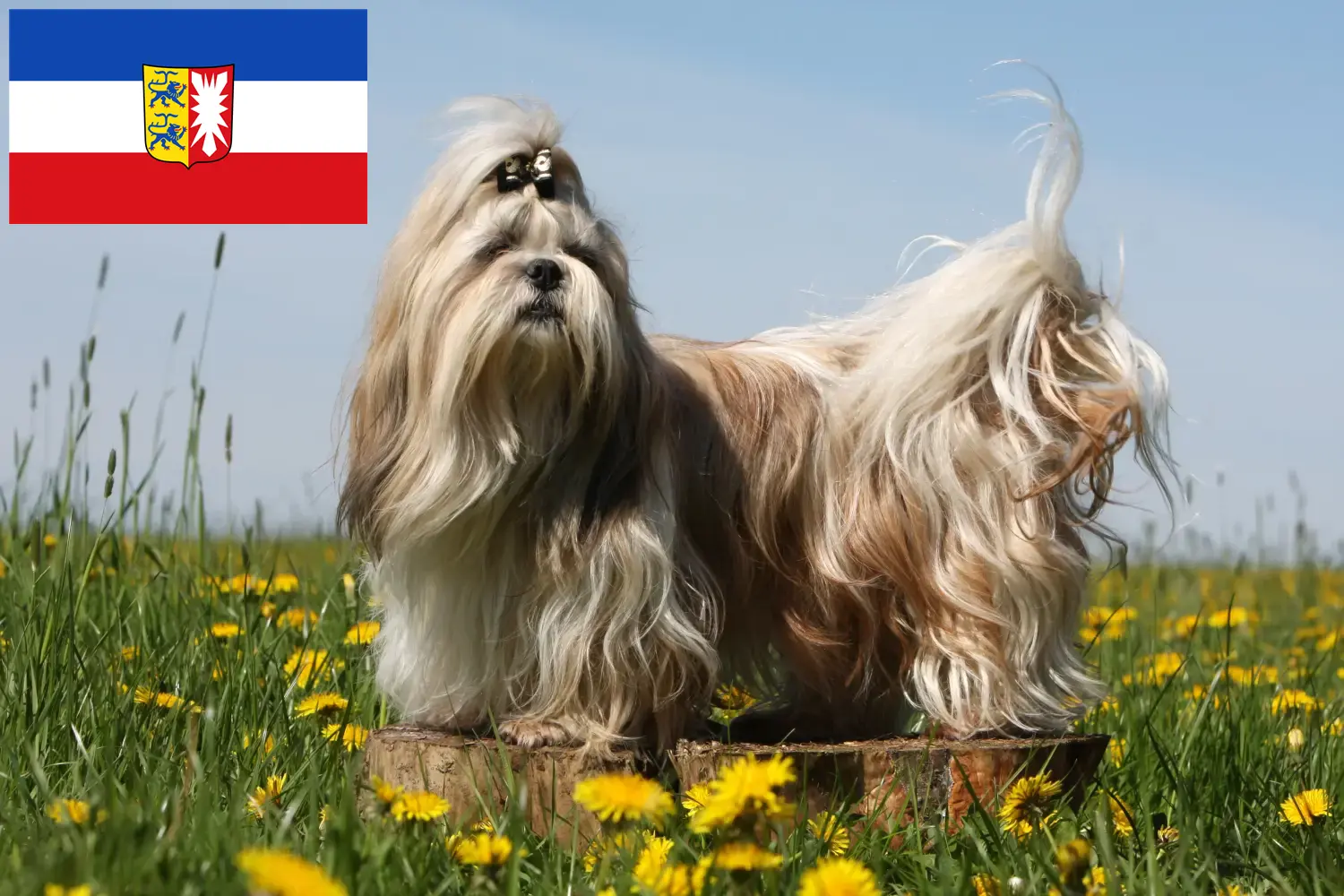 Read more about the article Criadores de Shih Tzu e cachorros em Schleswig-Holstein