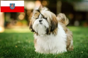 Read more about the article Criadores de Shih Tzu e cachorros em Thuringia