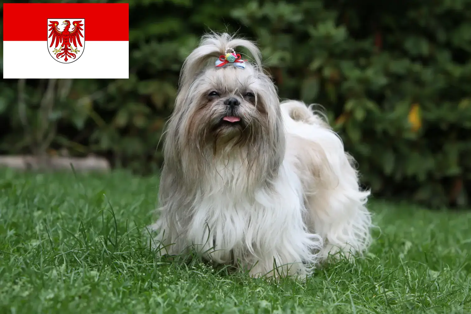 Read more about the article Criadores de Shih Tzu e cachorros em Brandenburg