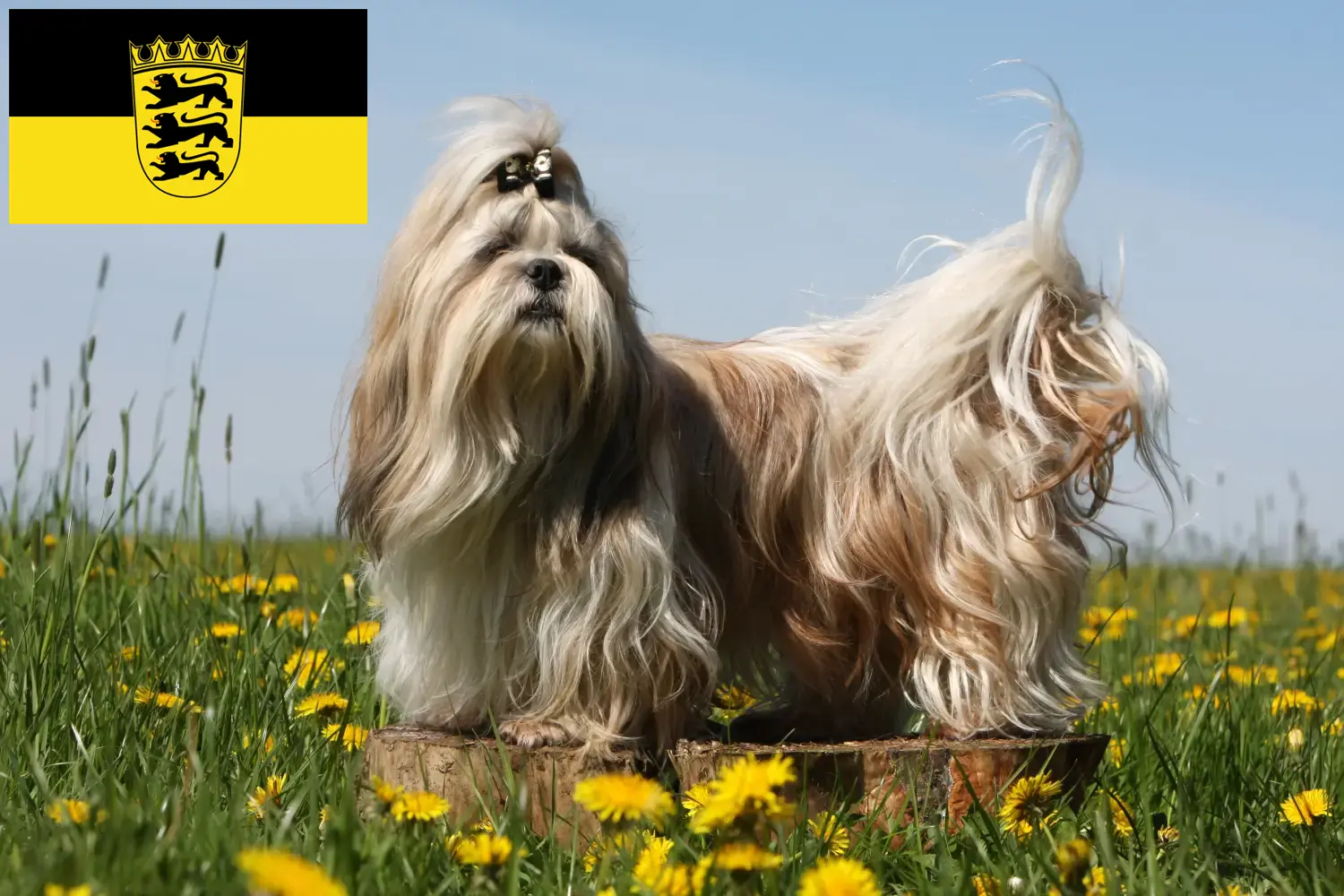 Read more about the article Criadores de Shih Tzu e cachorros em Baden-Württemberg