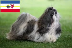 Read more about the article Criadores de Shih Tzu e cachorros em Mecklenburg-Vorpommern