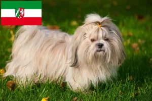 Read more about the article Criadores de Shih Tzu e cachorros em Renânia do Norte-Vestefália