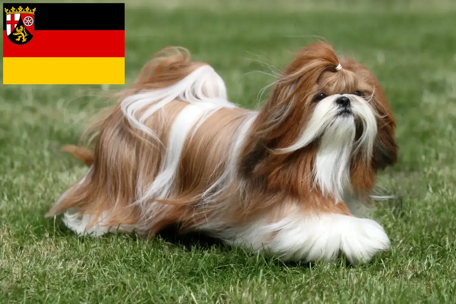 Read more about the article Criadores de Shih Tzu e cachorros em Renânia-Palatinado