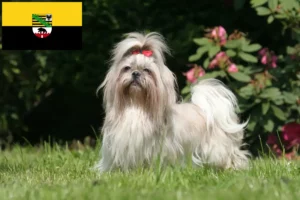 Read more about the article Criadores de Shih Tzu e cachorros em Saxónia-Anhalt