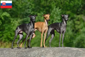 Read more about the article Criadores de sinos de vento italianos e cachorros na Eslováquia