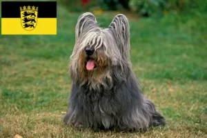 Read more about the article Criadores de Skye Terrier e cachorros em Baden-Württemberg