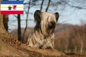 Read more about the article Criadores de Skye Terrier e cachorros em Mecklenburg-Vorpommern